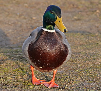 photo of mallard duck walking on brown soil
