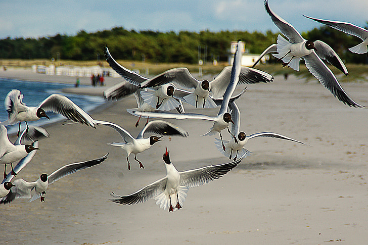birds flying on coast