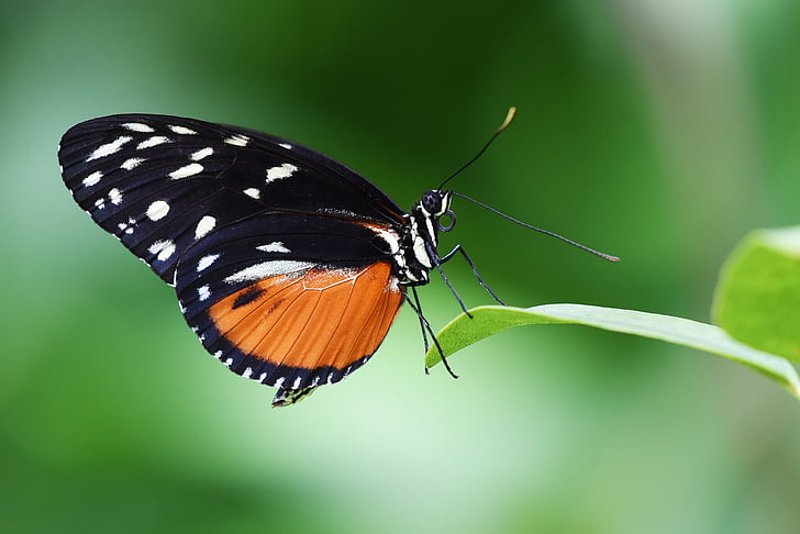 close-up photo of black and orange with white spot butterfly