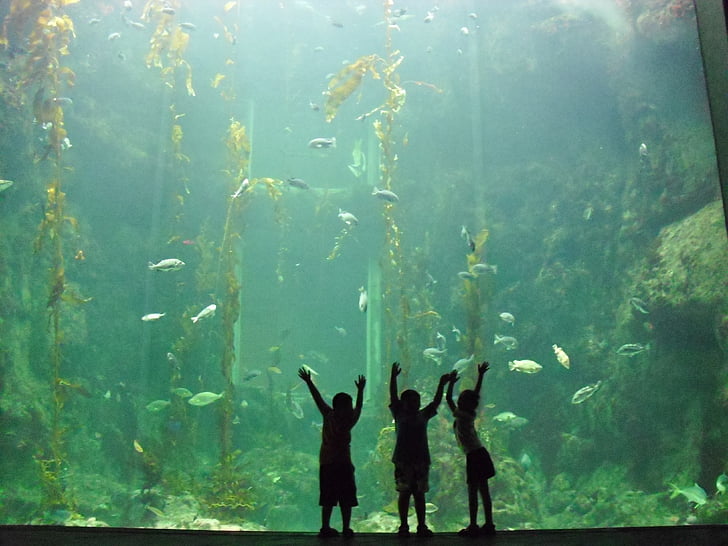 three silhouette person staring at the aquarium