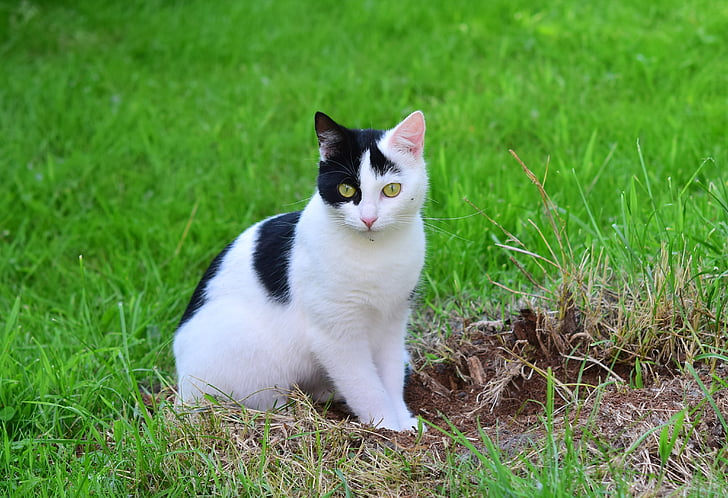 short-furred white and black cat sitting on grass field during daytime