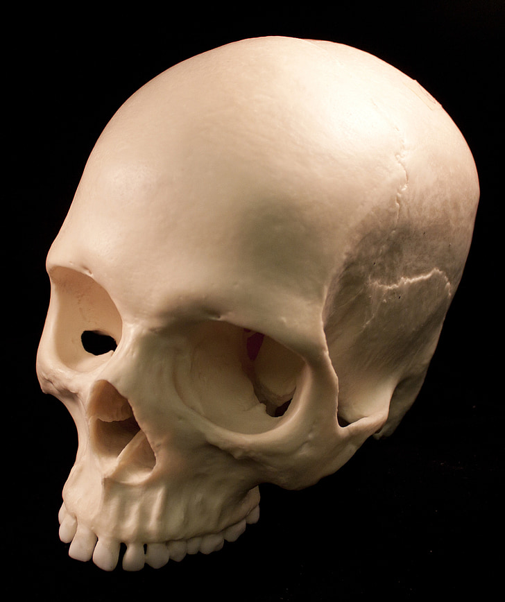 white human head skull