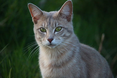 selective focus photography of brown cat