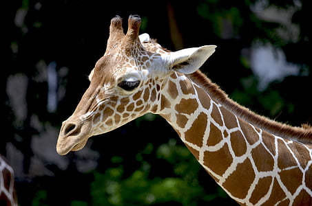 brown giraffe photo taken during daytime in selective-focus photography