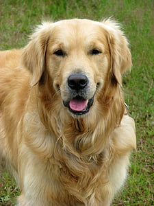close up photography of adult golden retriever
