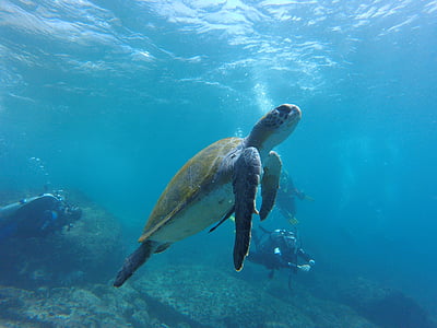 brown and grey ocean turtle
