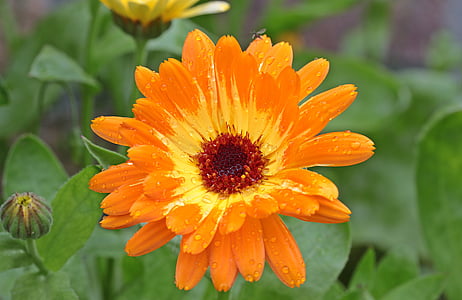 closeup photo of orange sunflower