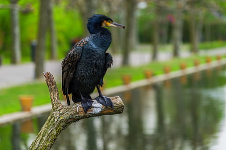 black bird perch on tree brunch near body of water