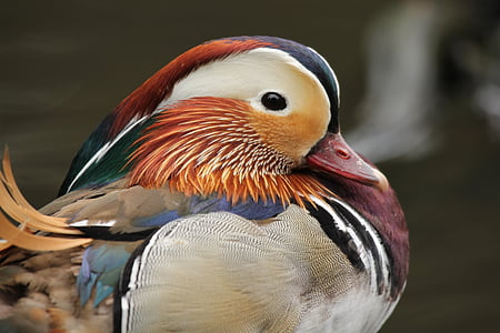 close-up photography of mandarin duck