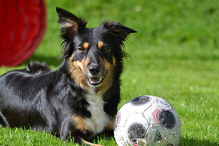 long-coated black, white, and brown dog beside white and black adidas soccer ball on green grass field during daytime