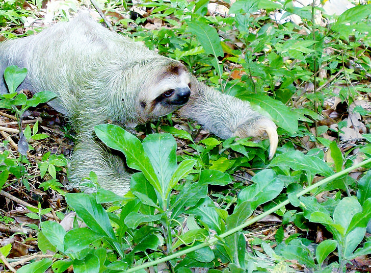 sloth on green leafy plants during daytime