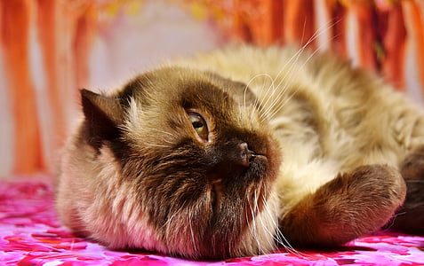 closeup photography of Himalayan cat
