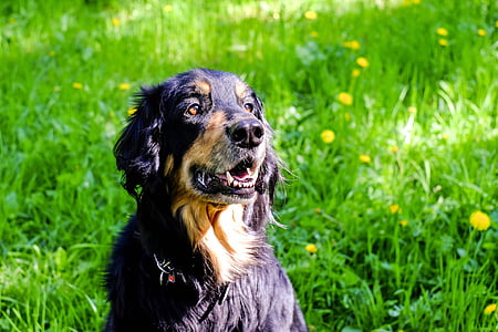 short-coated black and tan dog sits on green grass field at daytime