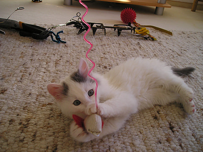 white and gray kitten playing with white chew toy