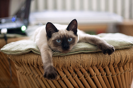 Siamese cat lying on beige textile