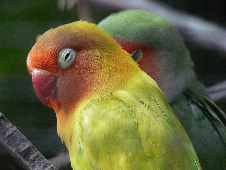 selective focus photography of yellow and green lovebirds