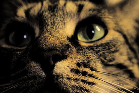 closeup photo of cat
