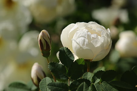 selective focus photography of white rose flower in bloom