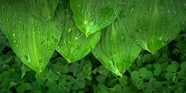 water dew on green leaf plants close-up photo