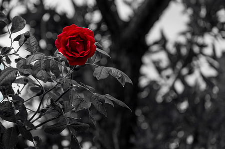 red rose selective color photography