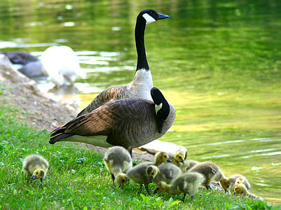 flock of ducks standing on green grass