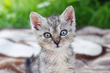 selective focus photography of silver tabby kitten