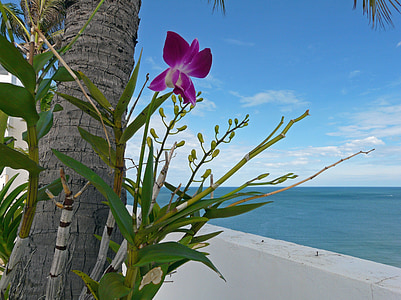 purple orchid beside coconut palm near body of water