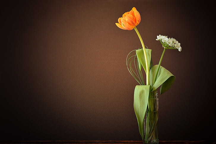 orange tulip flower in clear glass vase