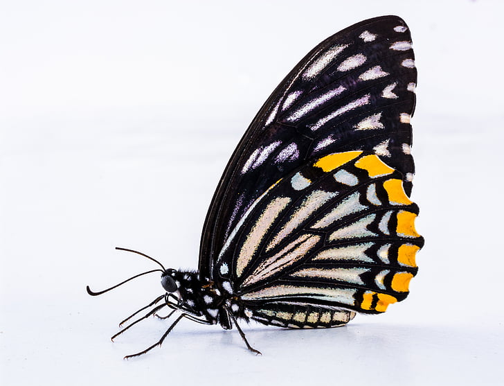 black and yellow closewing butterfly in closeup photography