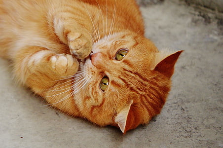 orange tabby cat lying on gray surface