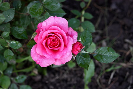 pink rose in closeup photography