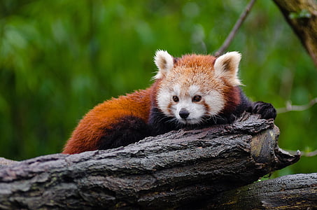 red panda on tree branch