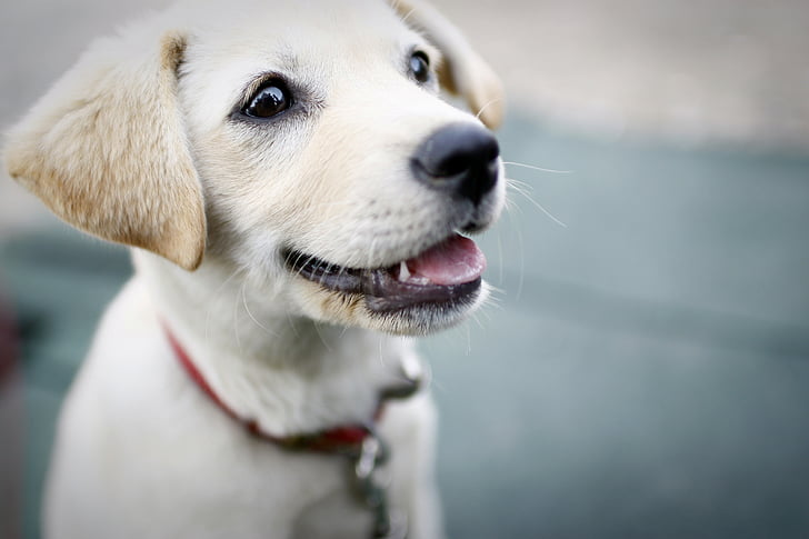 closeup photography of yellow Labrador retriever puppy