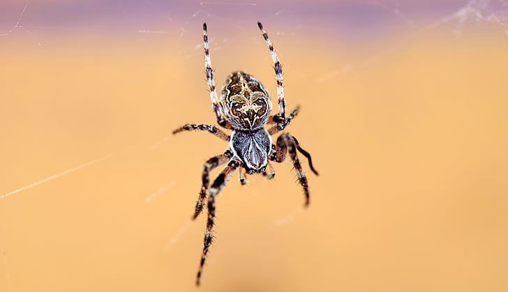 brown barn spider on cobweb