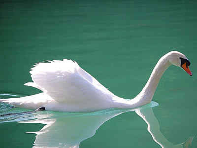 swan on body of water during daytime