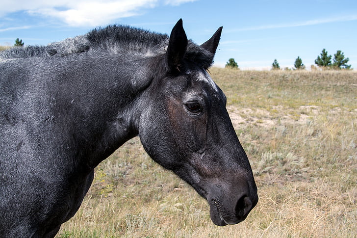 black horse on green grass field