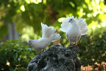two white pigeons standing on rock