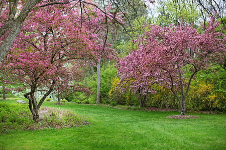 pink blossom trees
