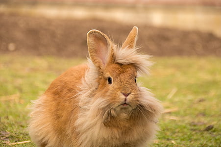 brown rabbit on green grass
