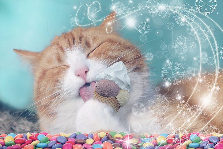 orange tabby cat licking ice cream