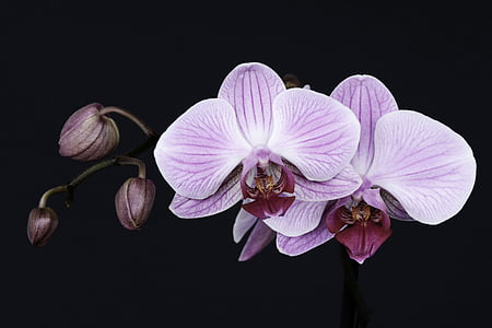 closeup photo of purple moth orchids