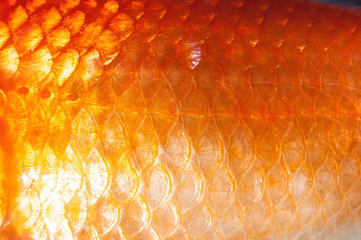 orange fish scales