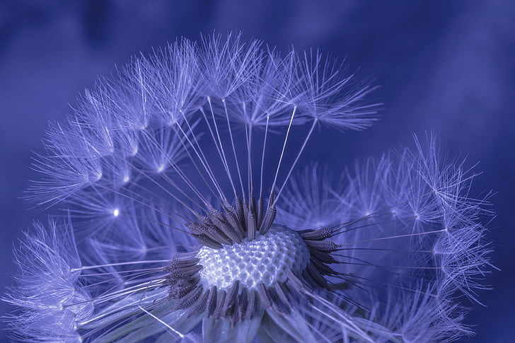 closeup photo of dandelion flower