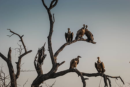 photo of group of vulture on leafless tree