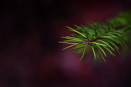 green pine leaf