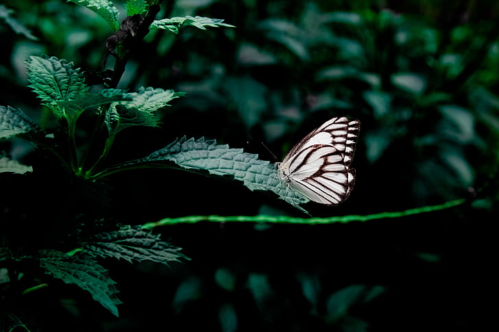white and black butterfly on green leaf plant