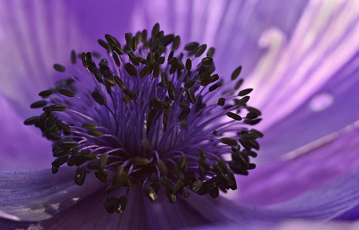 photo of purple flower buds