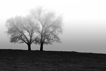 two naked trees photography