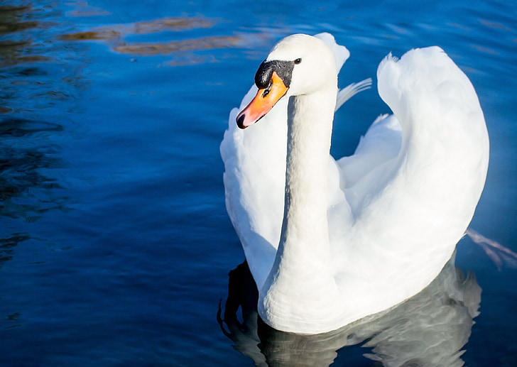 white swan on water closeup photography at daytime
