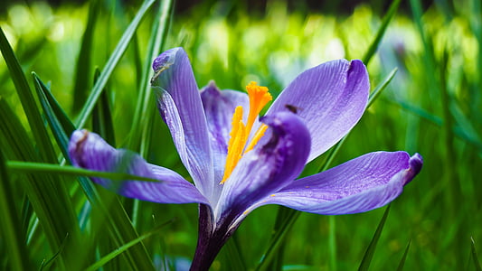 shallow focus photography purple petal flowers